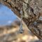 Chios Island mastic drops on a tree