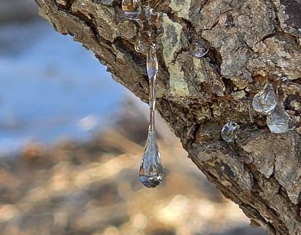 Chios Island mastic drops on a tree