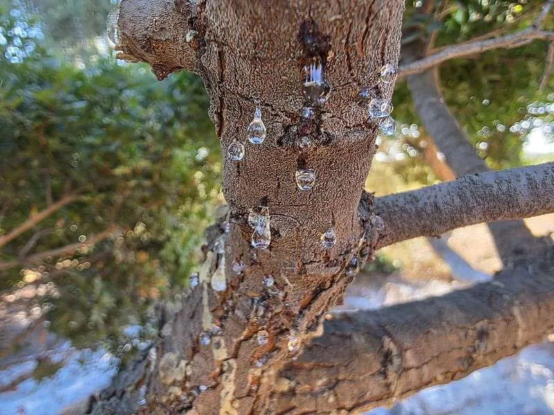Chios Island mastic drops on a tree