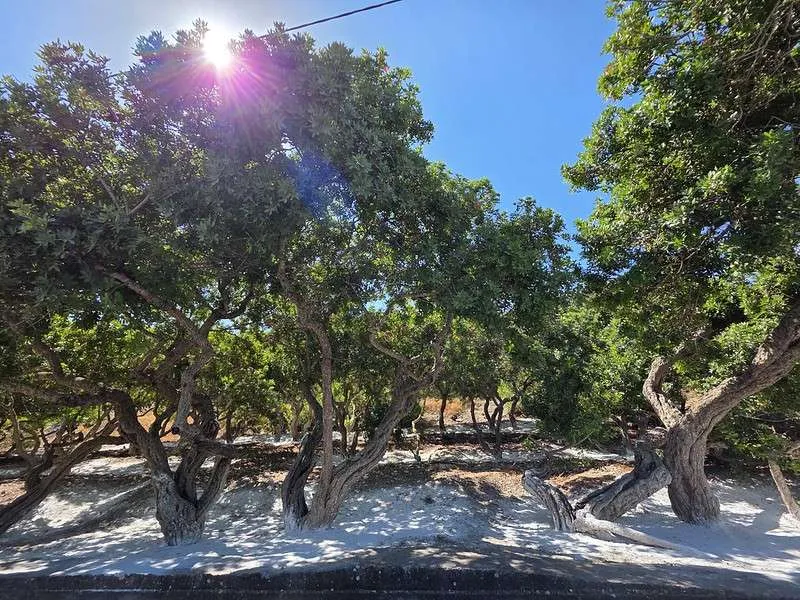 Chios Island mastic villages