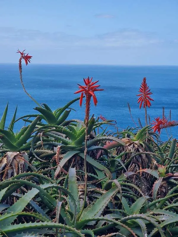 Madeira Cristo Rey flowers