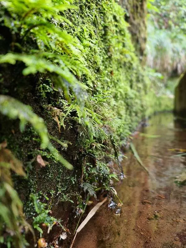 Madeira PR11 Levada dos Balcões