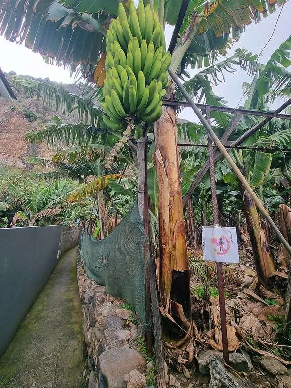 Madeira Rota da Banana